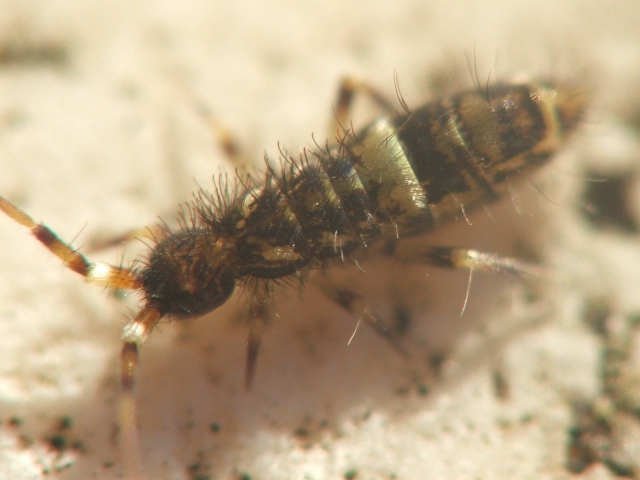 insetto macro