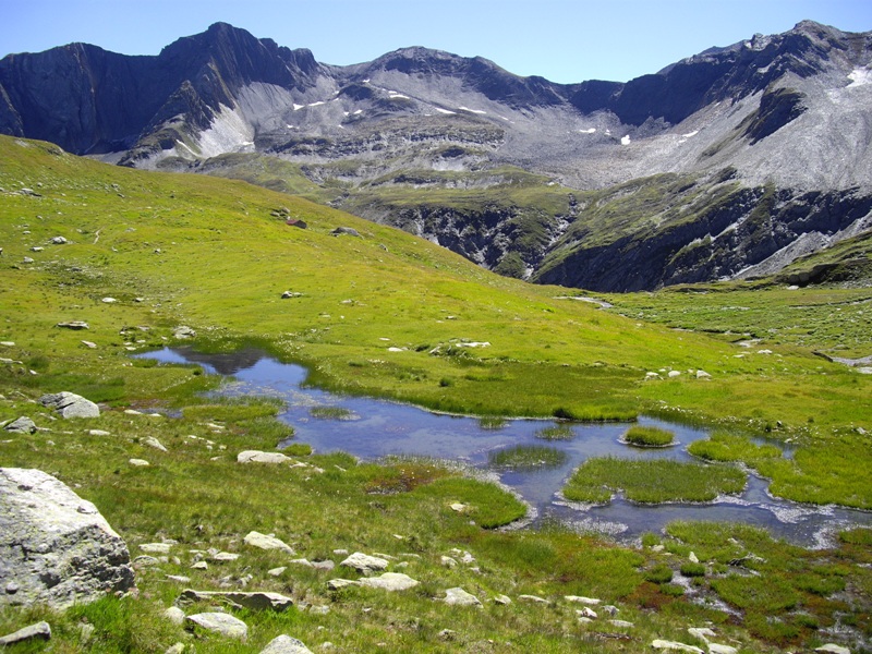 Hinnerdistel