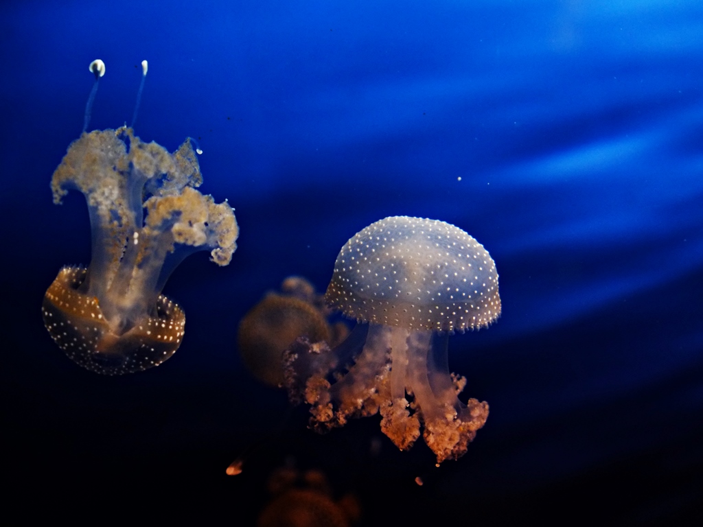 Meduse
