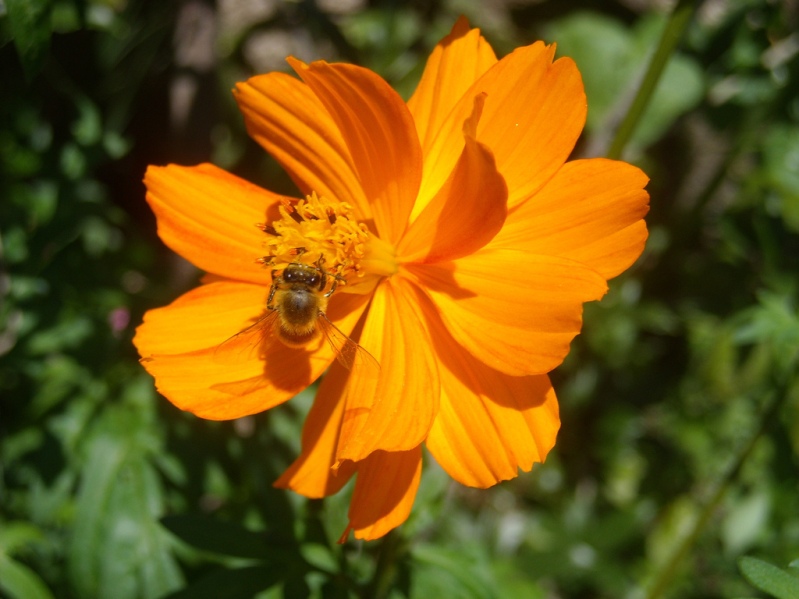 Cosmos sulphureus