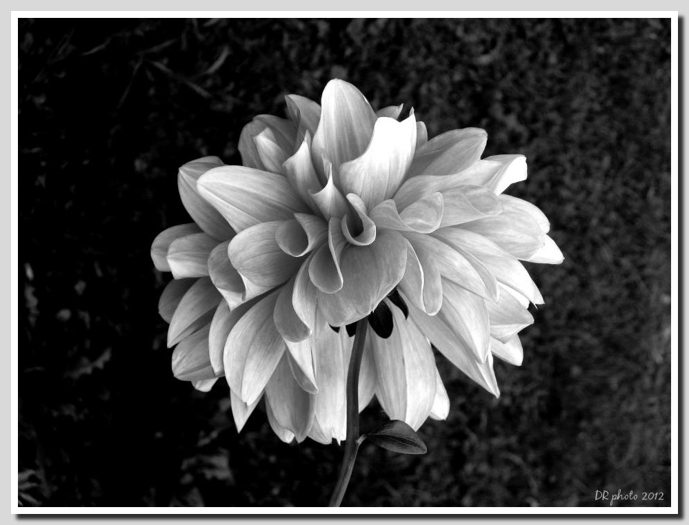 white dahlia