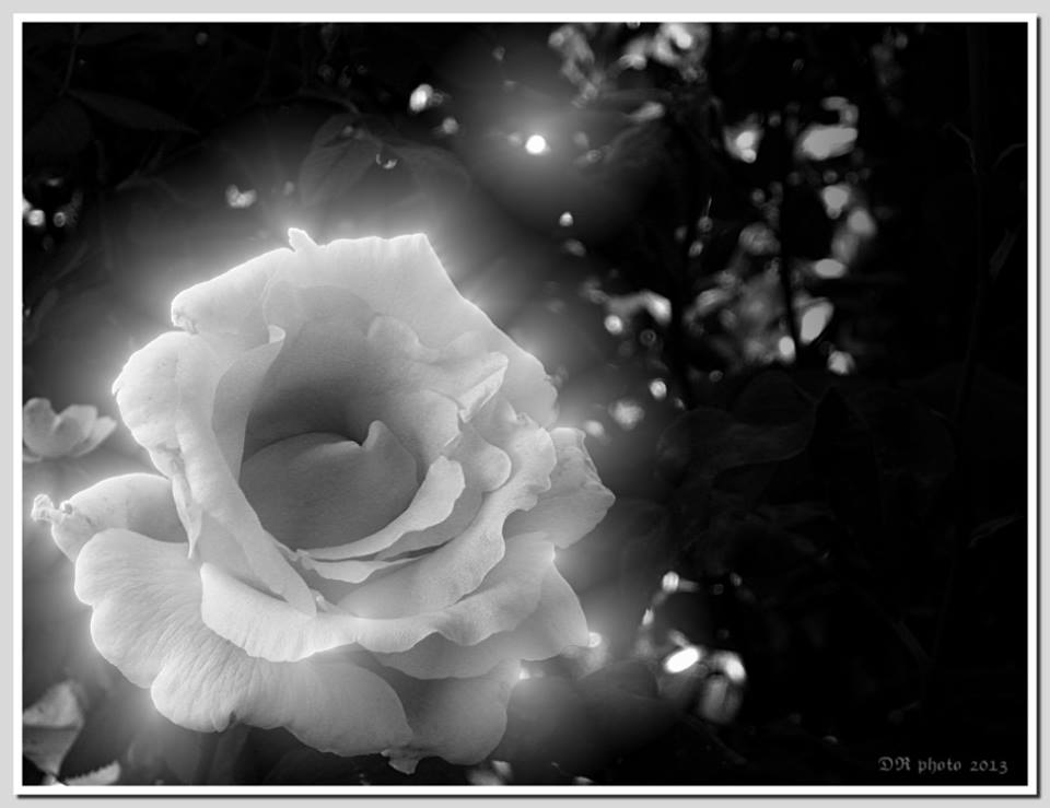 la rosa di Galadriel