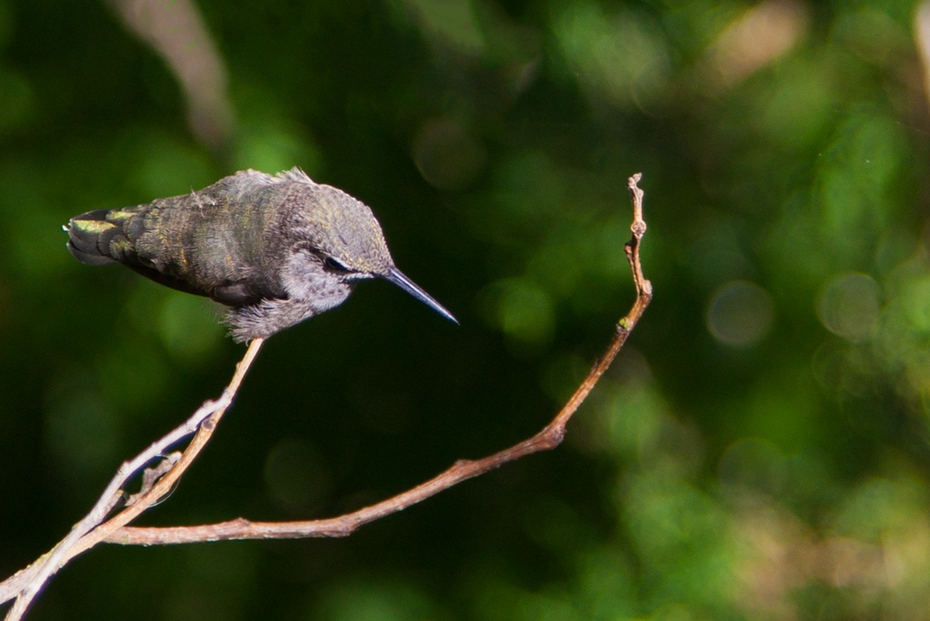 colibri