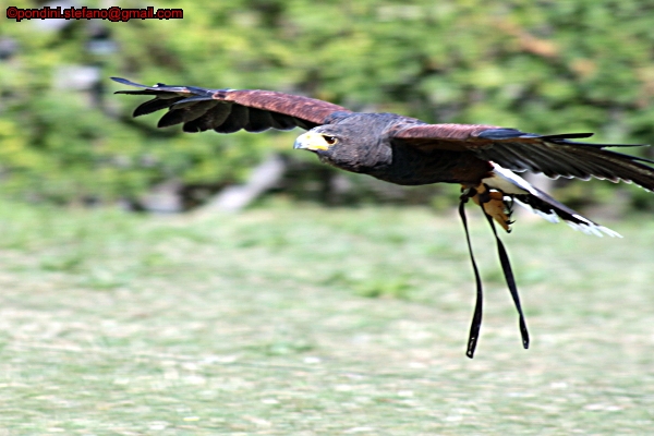 volo radente...