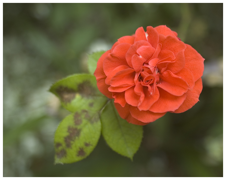 una piccola rosa