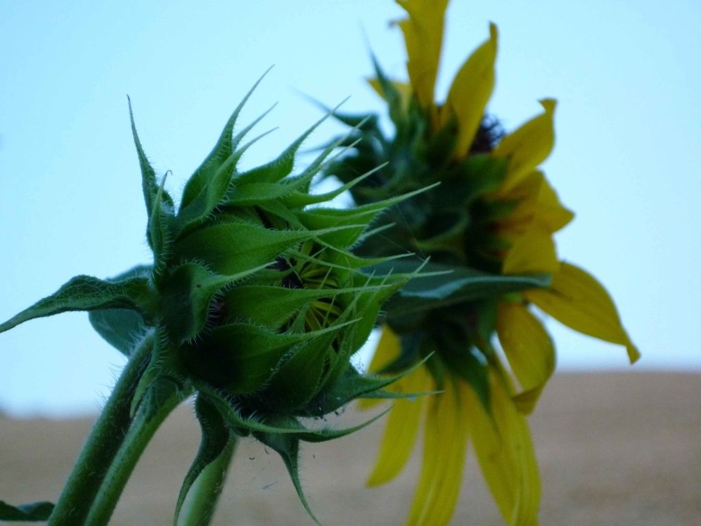 Girasoli