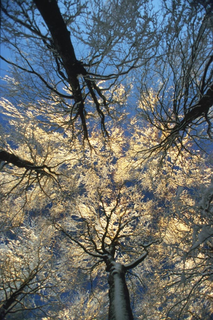 il cielo tra i faggi