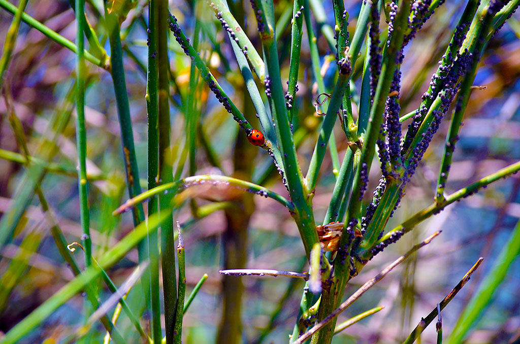 Ginestre