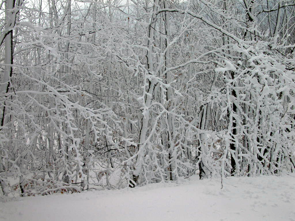 Alberi innevati - Monte Pennino