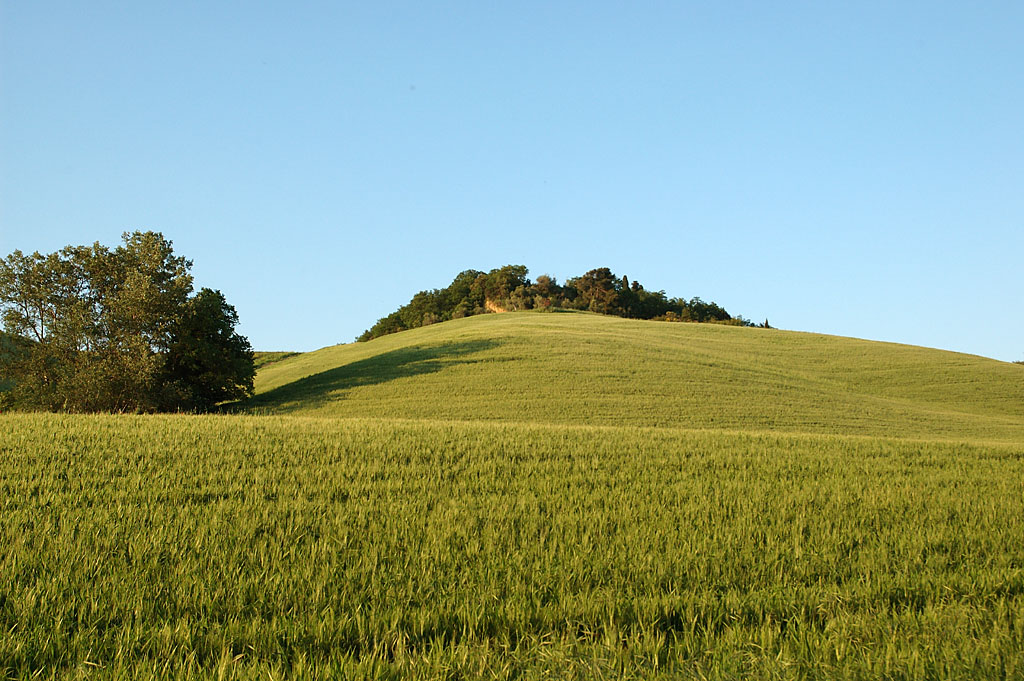 Dorme sepolto in un campo di grano...