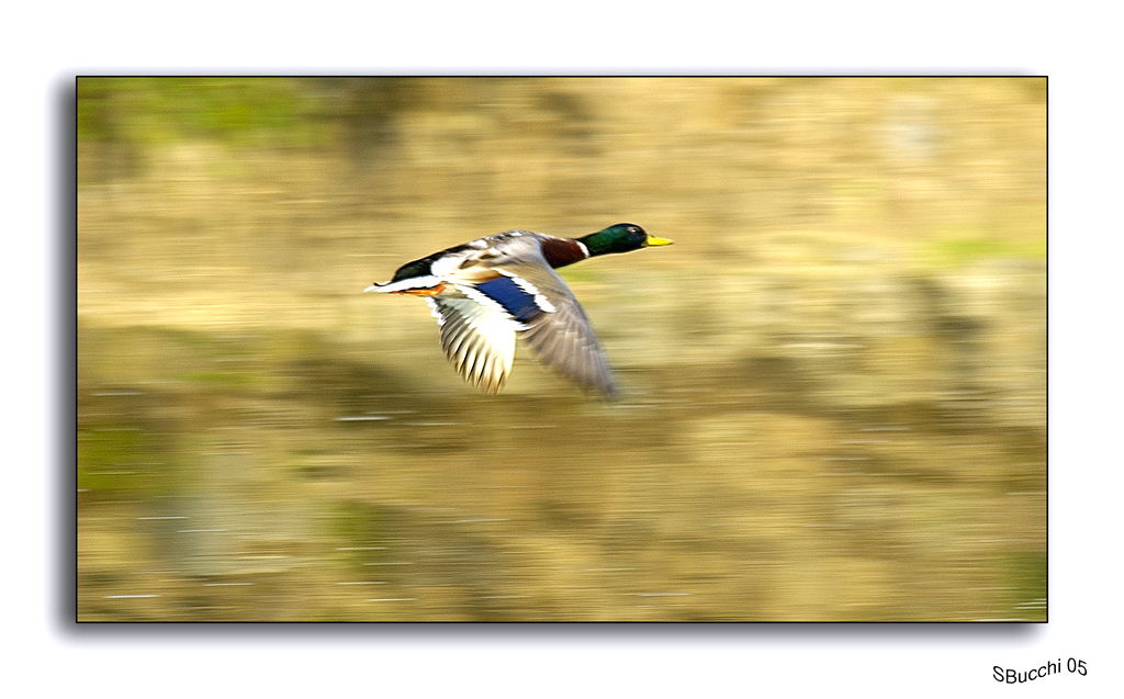 anatra in volo