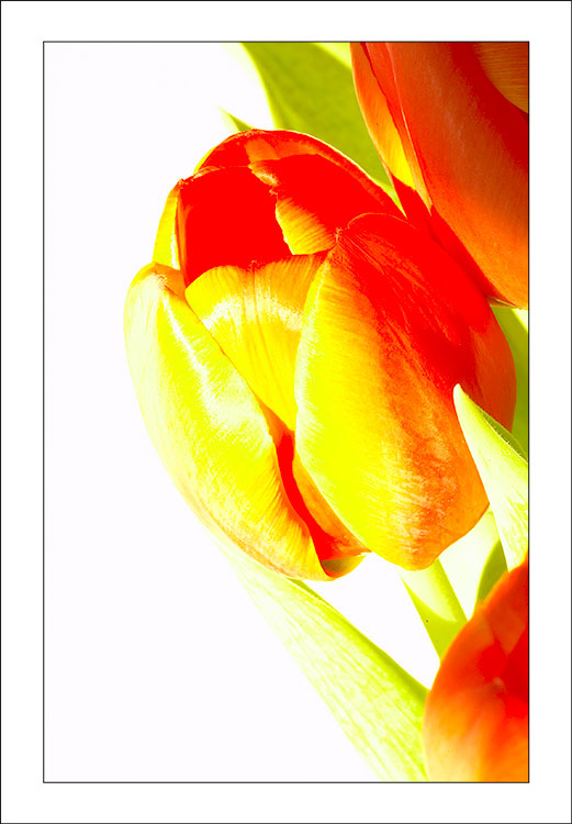 Tulipano high