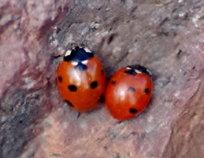 la coppia