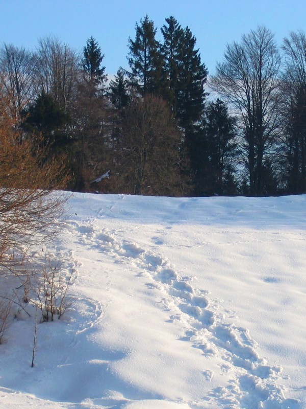 orme sulla neve