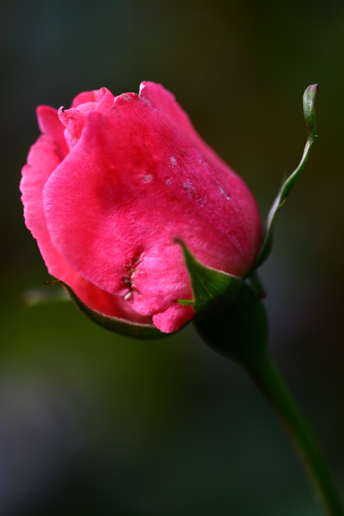 una rosa rosa