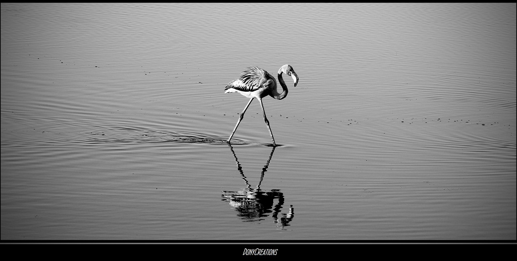 Solitario