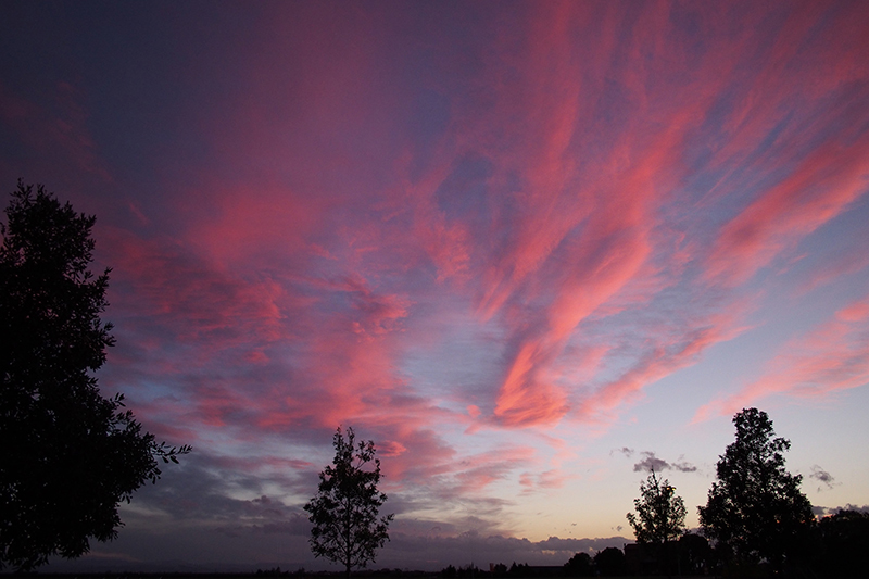 Notte rosa