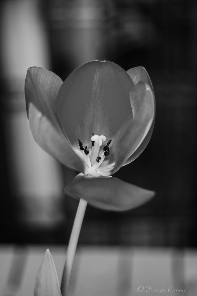 Macro bianco e nero