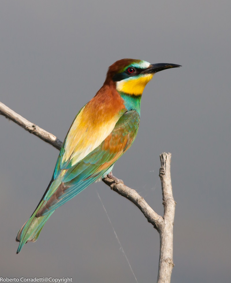 uccelli
