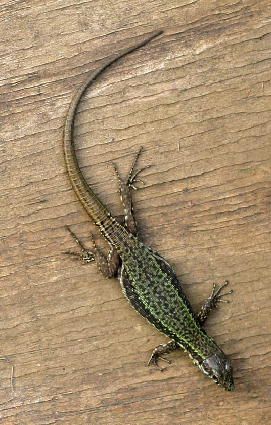 Lucertola