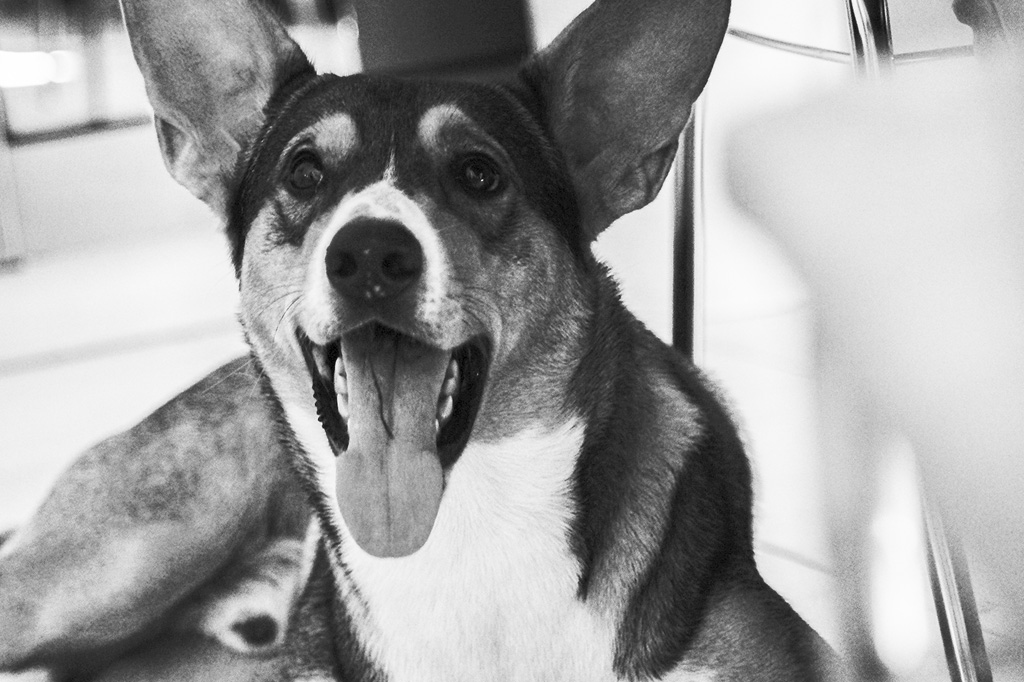 Allegria canina