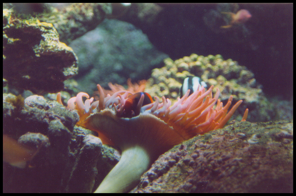 Finding Nemo