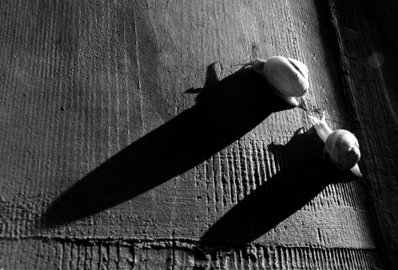 Chiocciole a spasso 1