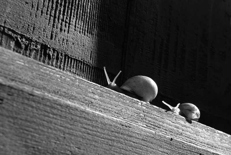 Chocciole a spasso 2