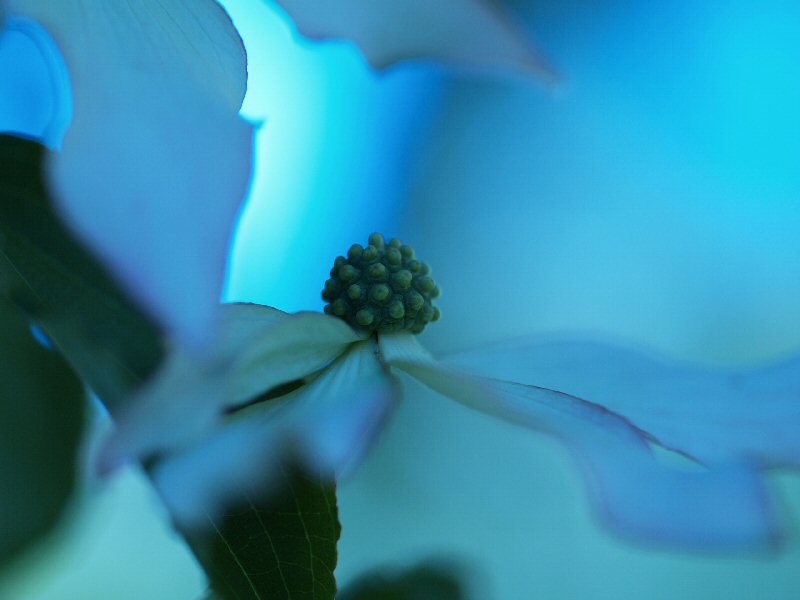 macro