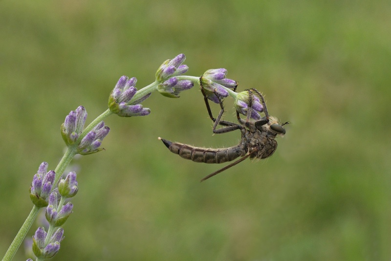 Prova di macro_2