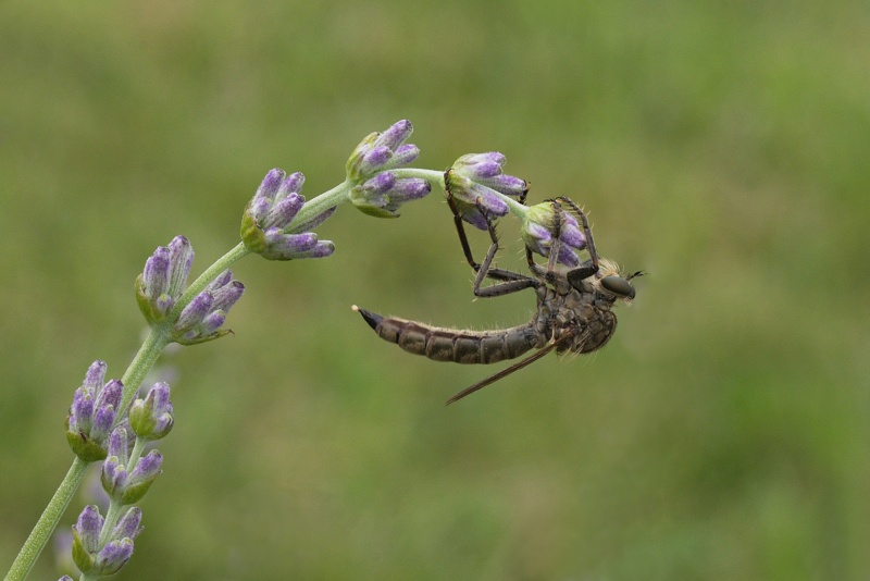 Prova di macro_2