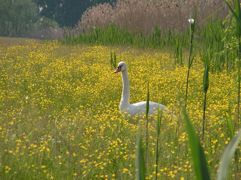 Il cigno