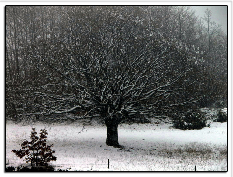 Albero gigante