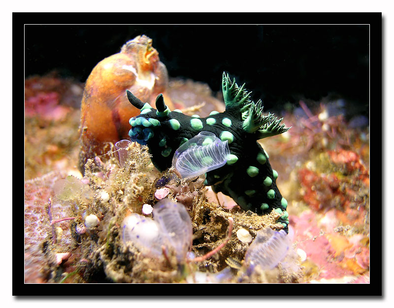Nudibranco