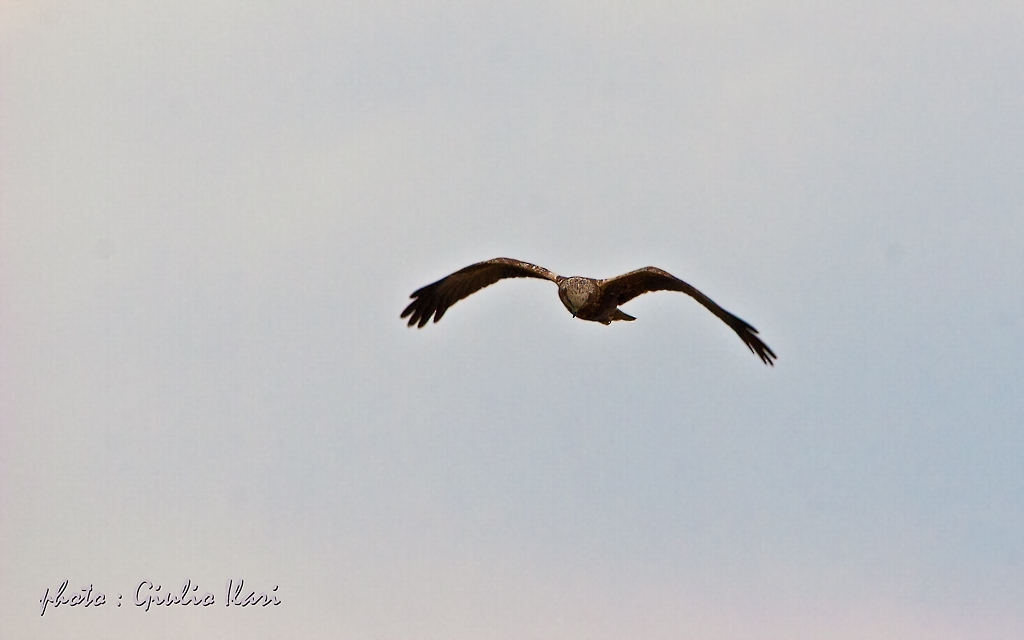 falco di palude 2