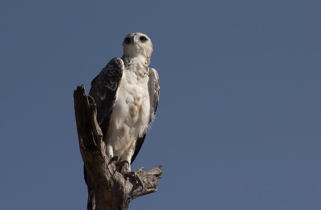 Sguardo da rapace