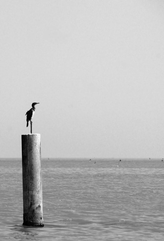 Il Cormofaro