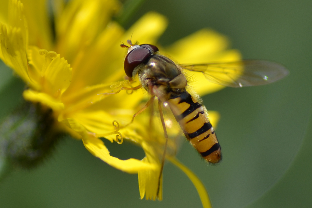bzzz