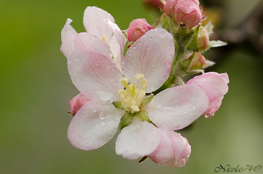Fiore Melo