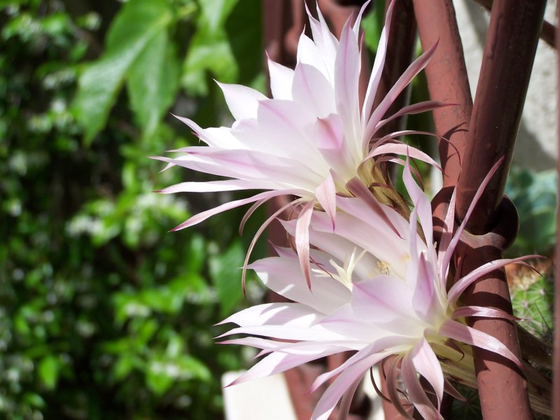 fiori di cactus