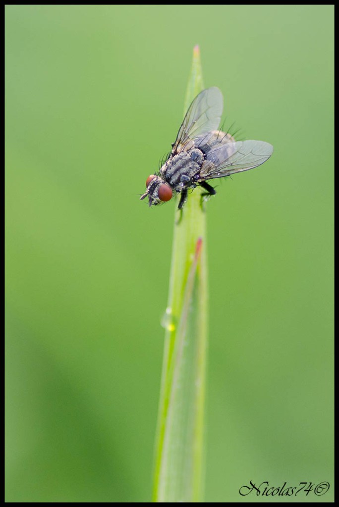 Mosca
