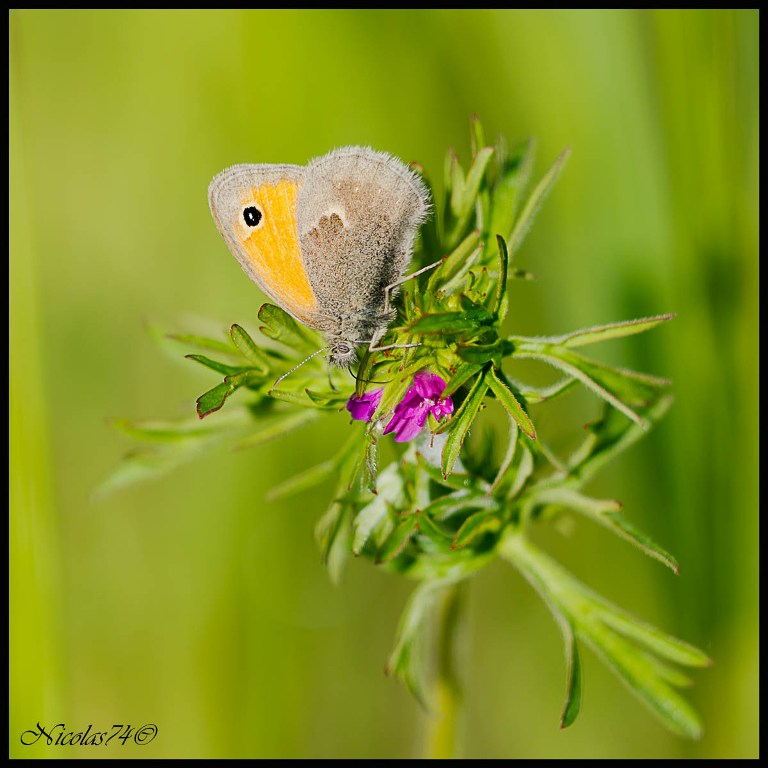 Butterfly