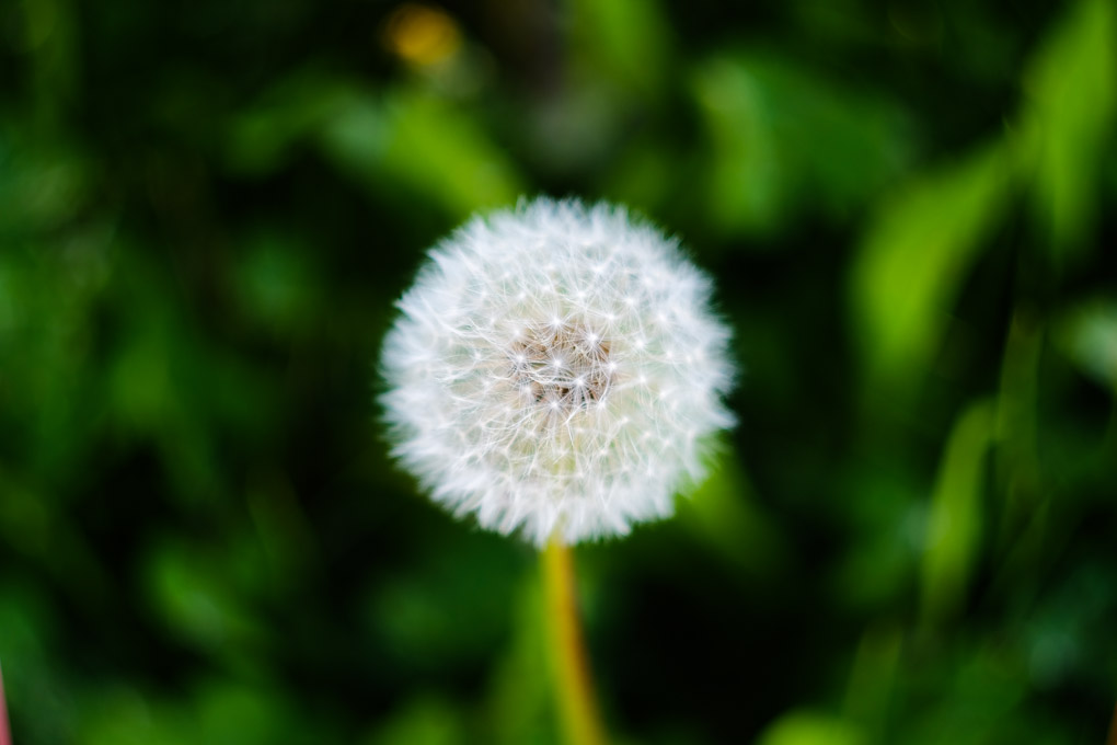 Soffione solitario