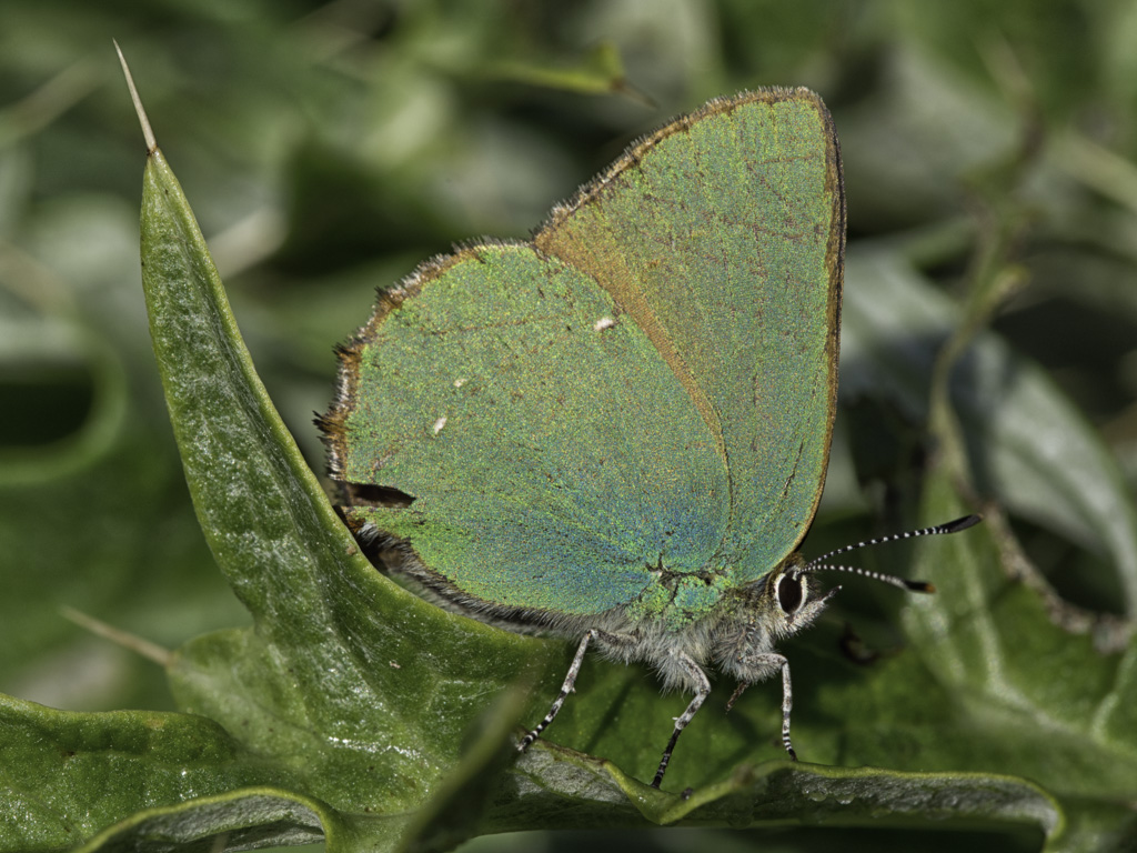 Farfalla