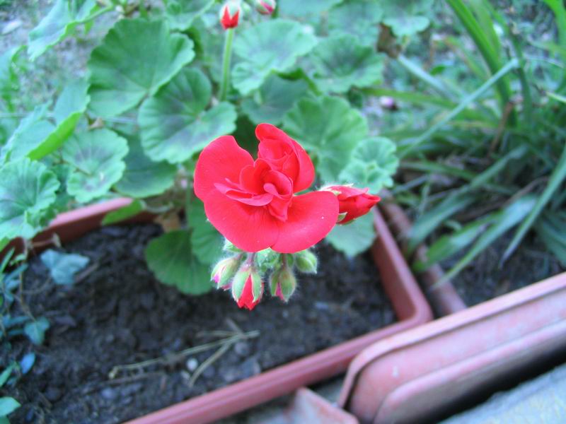 Fiore2