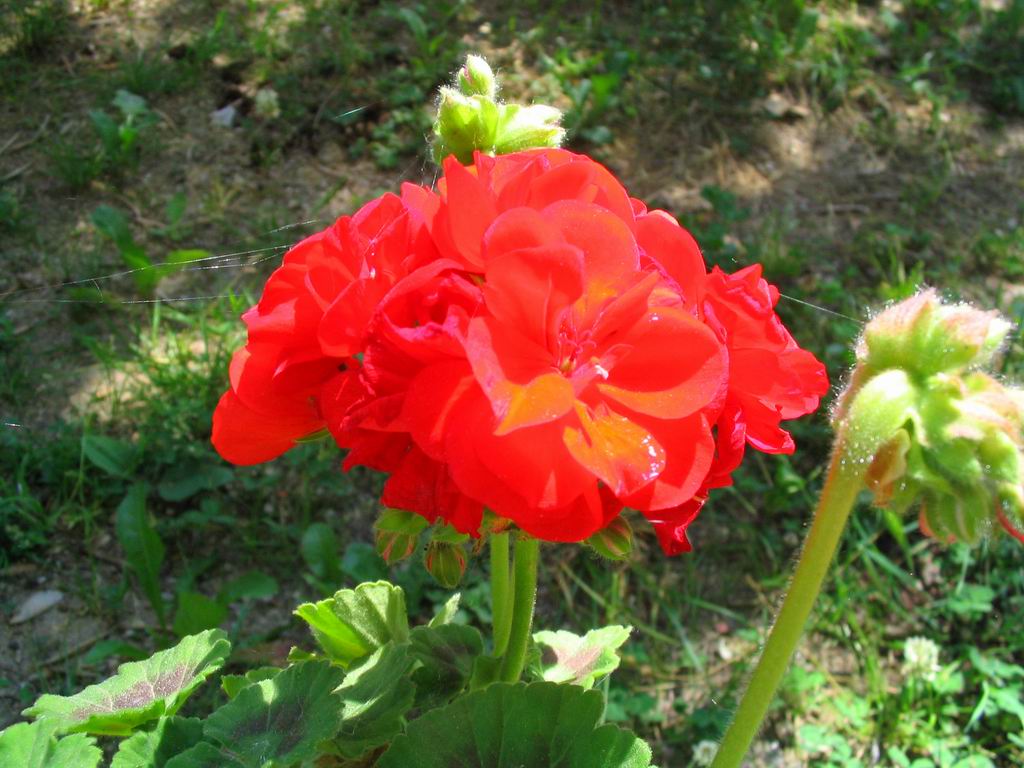 Fiore3
