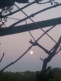 ..."buonanotte" luna...