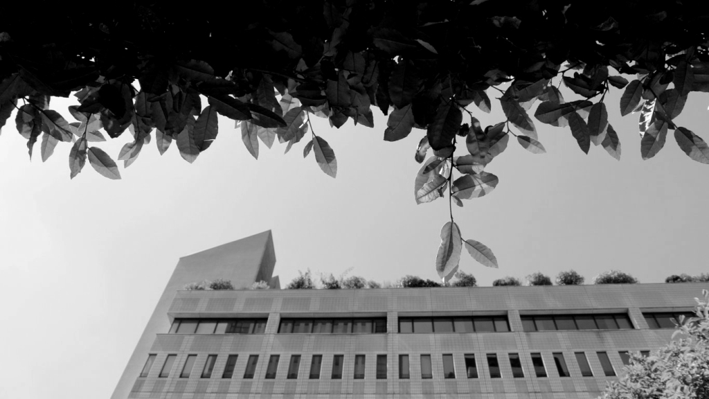 BLACK LEAVES