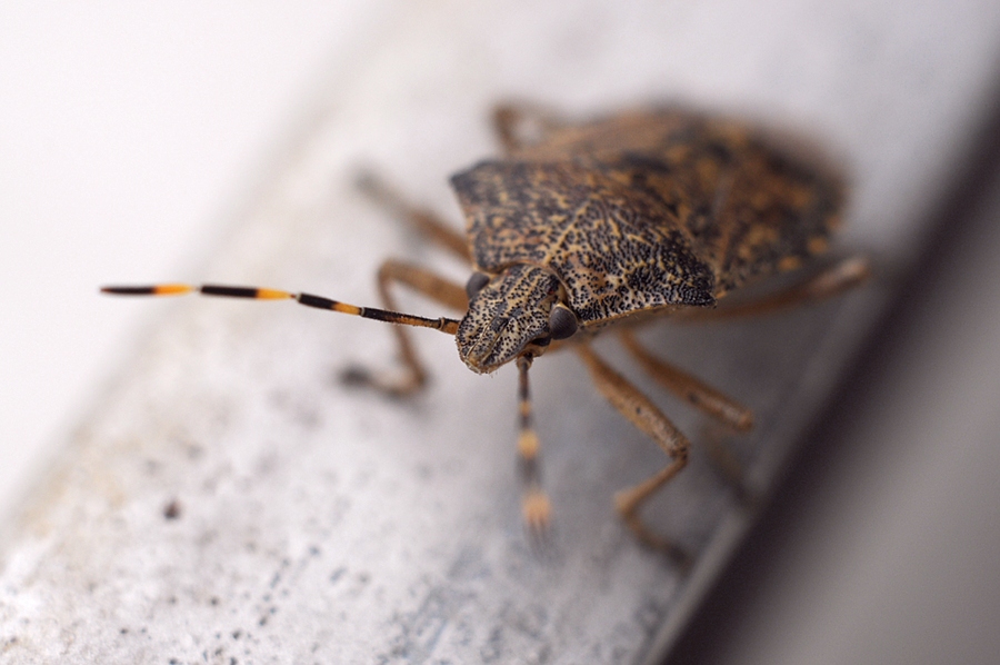 cimice