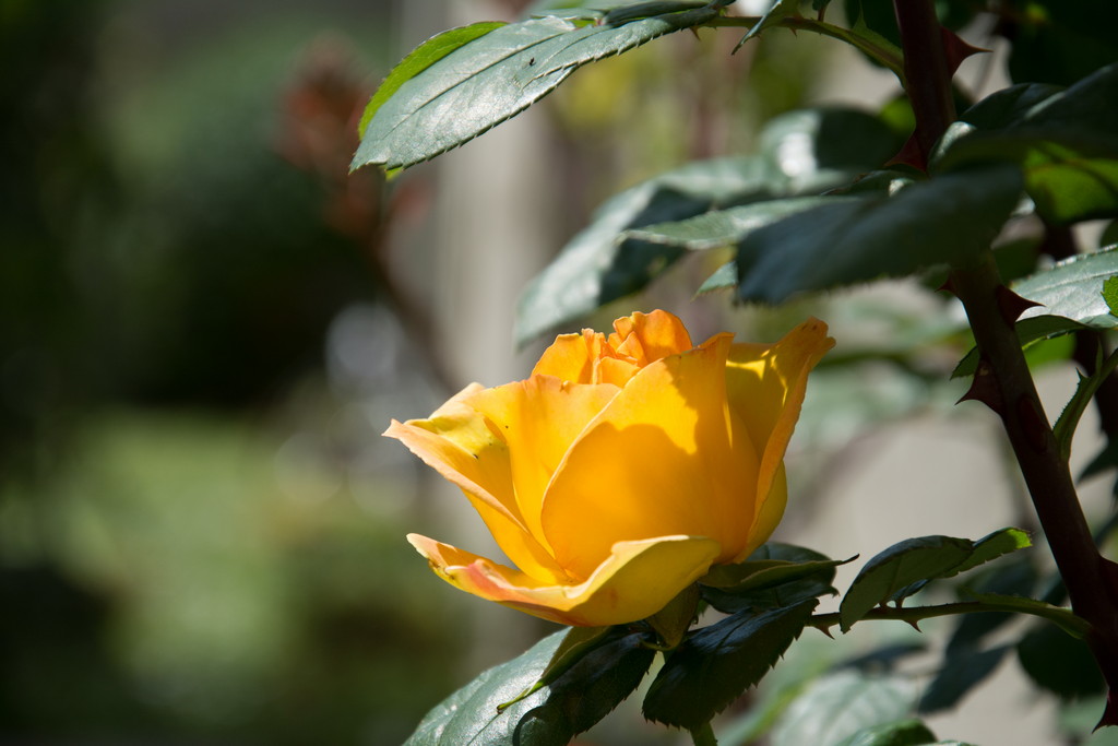 Rosa gialla